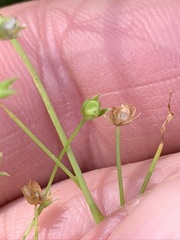 Stellaria fontinalis