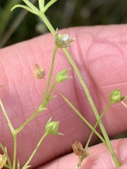 Stellaria fontinalis