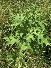 Smallanthus uvedalia