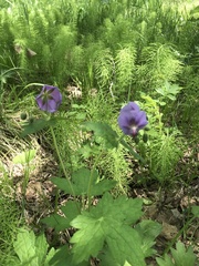 Geranium platyanthum