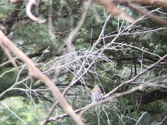 Colluricincla harmonica