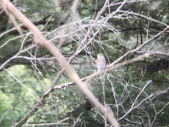 Colluricincla harmonica