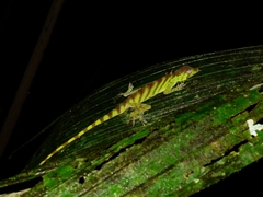 Anolis transversalis
