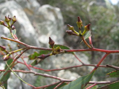 Eucalyptus macrorhyncha macrorhyncha