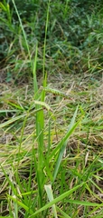 Urochloa platyphylla