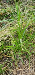 Urochloa platyphylla