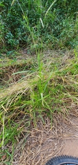 Urochloa platyphylla