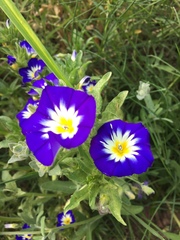 Convolvulus tricolor