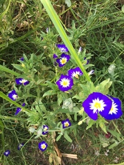 Convolvulus tricolor