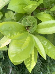 Sideroxylon lycioides