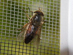 Hybomitra bimaculata