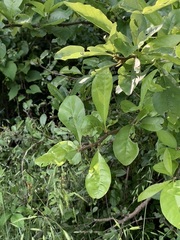 Sideroxylon lycioides