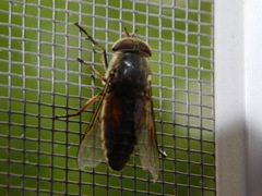 Hybomitra bimaculata