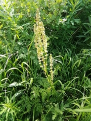 Rumex thyrsiflorus