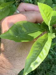 Sideroxylon lycioides