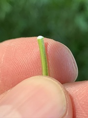 Sideroxylon lycioides