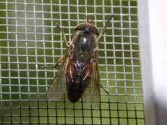 Hybomitra bimaculata