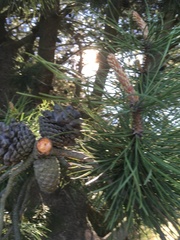 Pinus