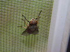 Hybomitra bimaculata