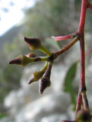 Eucalyptus macrorhyncha macrorhyncha