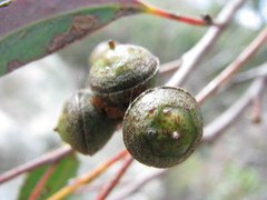 Eucalyptus macrorhyncha macrorhyncha