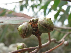 Eucalyptus macrorhyncha macrorhyncha