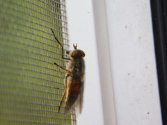 Hybomitra bimaculata