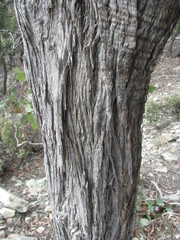 Eucalyptus macrorhyncha macrorhyncha
