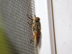 Hybomitra bimaculata