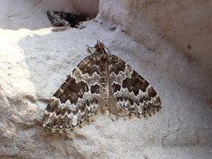 Electrophaes corylata