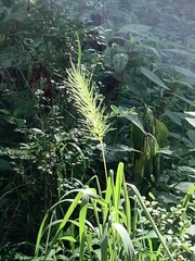 Elymus macgregorii