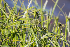 Scirpus