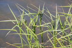 Scirpus