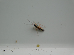 Cyllecoris histrionius