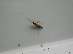 Cyllecoris histrionius