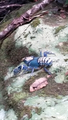 Euastacus sulcatus