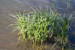 Scirpus