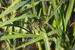 Scirpus