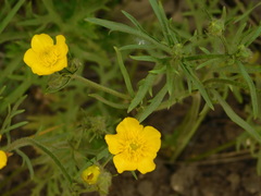 Ranunculus polyanthemos