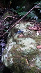 Euastacus sulcatus