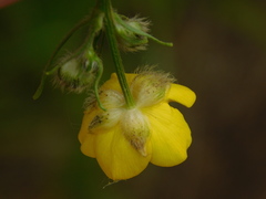 Ranunculus polyanthemos