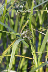 Scirpus