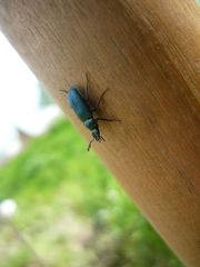 Platycerus