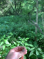 Festuca subverticillata