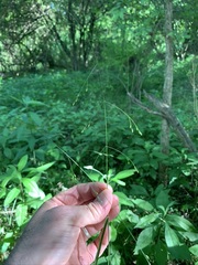 Festuca subverticillata
