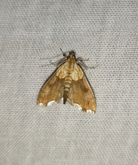 Agrotera nemoralis