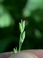 Festuca subverticillata