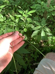 Festuca subverticillata