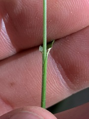 Festuca subverticillata