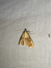 Agrotera nemoralis